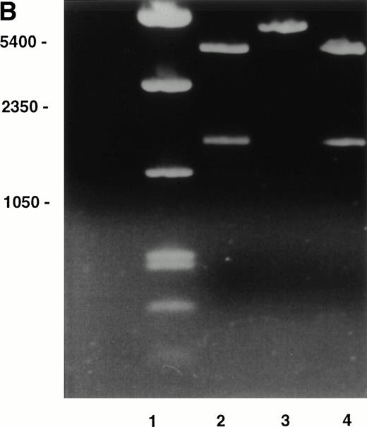 Fig. 1. (A) RT-PCR amplification of marrow stromal RNA using primers complementary to sequences on each side of the alternatively spliced IIICS region of fibronectin. Ten microliters of PCR products was run out on a TBE/2% agarose gel. Lane 1, reaction with RT; lane 2, control without reverse transcriptase; lane 3, DNA marker. The four bands in lane 1 are consistent with variants V120 (464 bp), V95 or 89 (389 or 371 bp), V64 (296 bp), and V0 (104 bp). (B) Restriction enzyme digests of selected clones prepared from TA cloning RT-PCR products of IIICS region of fibronectin. Three microliters of digested products was run on a TBE/1% agarose gel.BglII cuts the IIICS region when the CS1 sequence is present. A second BglII site in the pCRTM II vector results in 1,155- and 3,148-bp products in the presence of a CS1/IIICS-B insert (V89) as shown in lanes 2 and 4. The band in lane 3 is consistent with a IIICS-B insert (V64) within the linearized vector (4,124 bp).