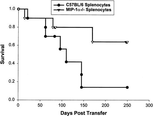 Fig. 1. Survival of 10 bm1 mice that received splenocytes from MIP-1−/− or C57BL/6 mice. Bm1 mice were irradiated the day before transfer of 1 × 107 splenocytes depleted of red blood cells. Mice were observed until day 250 or death. This is one of three experiments (the pooled number of mice used was 30 for each condition).