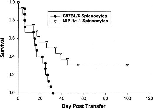 Fig. 2. Survival of bm1 mice that received CD8+lymphocytes from MIP-1−/− or C57BL/6 mice. Bm1 mice received 600 cGy irradiation on the evening before splenocyte transfer. Splenocytes were prepared as indicated in the text. All mice were observed until day 100 or death. Sixteen mice were treated in each group.