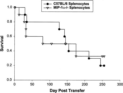 Fig. 3. Survival of 10 bm12 mice that received splenocytes from MIP-1−/− or C57BL/6 mice. Bm12 mice were irradiated as described in Fig 1. Splenocytes were prepared as indicated in the text and mice were observed until day 250 or death.