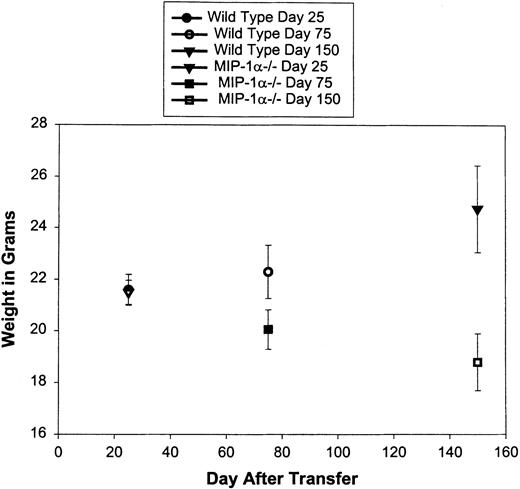 Fig. 5. Weight loss in bm1 recipients of C57BL/6 or MIP-1−/− B6 splenocytes. After splenocyte transfer, bm1 mice were weighed weekly for the first 7 weeks and then monthly until day 250. After death, the weight just before death of each mouse was carried until day 250. N = 12 mice in each group.