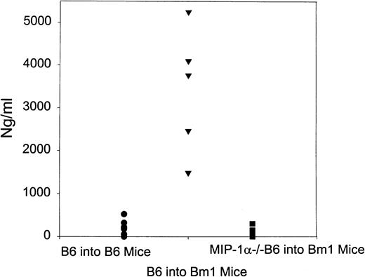 Fig. 6. Autoantibody production after splenocyte transfer. Bm1 mice were transferred splenocytes from either C57BL/6 or MIP-1−/− B6 mice. Mice were bled from the lateral tail vein and 50 μL of blood was diluted in 1 mL of 4 mol/L citric acid. The serum was collected by centrifugation of the sample at 13,000g and frozen at −70°C. The serum was tested for the presence of IgG antichromatin autoantibodies using an enzyme-linked immunosorbent assay (ELISA). Control mice were C57BL/6 mice that received splenocytes from C57BL/6 mice.