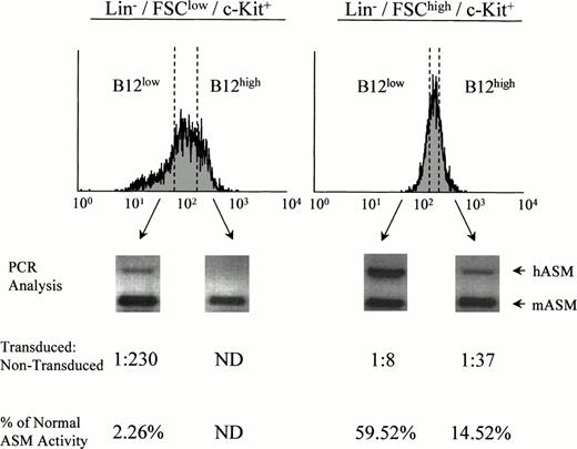 Fig. 3. Sorting and analysis of retrovirally transduced ASMKO bone marrow cells. PCR analysis and ASM enzyme assays were conducted in triplicate on sorted B12low and B12high cells from the Lin−/FSClow/c-Kit+population (left; stem cell–enriched) and Lin−/FSChigh/c-Kit+ population (right; progenitor cell–enriched) as described in the text. ND, not detected. The experiment was repeated three times, and the representative data from one experiment are shown.