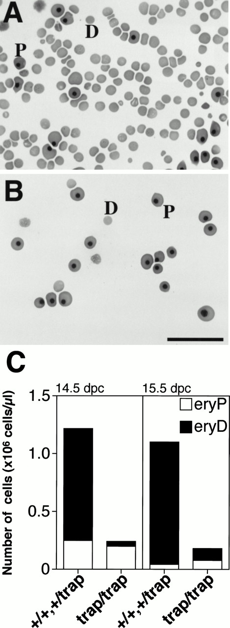 Fig. 1. The marked reduction in the number of definitive erythrocytes in the peripheral blood ofjmjtrap/trap embryos. Representative photographs of erythroid cells from the peripheral blood of control (jmj+/+) embryos (A) andjmjtrap/trap embryos (B) at 14.5 dpc are shown. D and P indicate a definitive erythrocyte and a primitive erythrocyte, respectively. Scale bar, 50 μm. (C) The numbers of erythrocytes in the peripheral blood of 14.5 dpc and 15.5 dpc embryos (genotypes shown below). eryD and eryP indicate definitive erythrocytes and primitive erythrocytes, respectively.