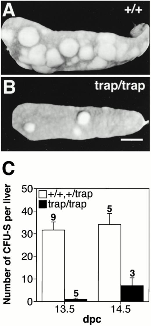 Fig. 6. The significant reduction in the number of CFU-S progenitors in the fetal livers of jmjtrap/trapembryos. Representative photographs of CFU-S colonies from 5 × 106 cells from 13.5 dpc fetal livers ofjmj+/+ (A) and jmjtrap/trapembryos (B). Scale bar, 2 mm. (C) Number of CFU-S colonies per fetal liver. The open and closed columns indicate the average numbers of colonies from jmj+/+ andjmj+/trap embryos and fromjmjtrap/trap embryos, respectively. The number of experiments is shown above each column and the error bars indicate SEM.