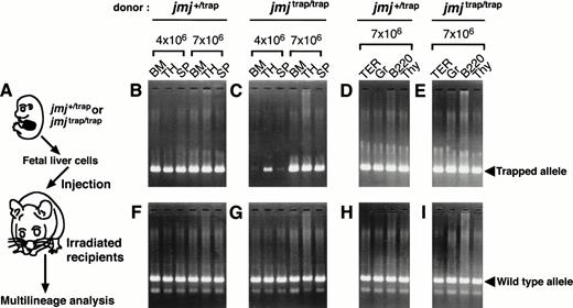 Fig. 7. Multilineage reconstitution of recipient mice transplanted with the fetal liver cells ofjmjtrap/trap embryos. Strategy of reconstitution analysis (A). Lethally irradiated recipient mice were injected with the fetal liver cells of jmjtrap/trap andjmj+/trap and after 1 month, the presence of donor-derived cells was determined by PCR. The representative results of genotype determined by PCR analysis specific forjmjtrap allele (B-E) and wild-type jmjallele (F through I). The recipients transplanted with the fetal liver cells of jmj+/trap embryos (B, D, F, and H) andjmjtrap/trap embryos (C, E, G, and I) were examined. BM, SP, and TH indicate bone marrow, spleen, and thymus, respectively. TER, Gr, B220, and Thy indicate TER+, Gr-1+, B220+, and Thy-1+cells, respectively. TER+ and Gr-1+ cells were isolated from the bone marrow. B220+ and Thy-1+ cells were from spleen and thymus, respectively.