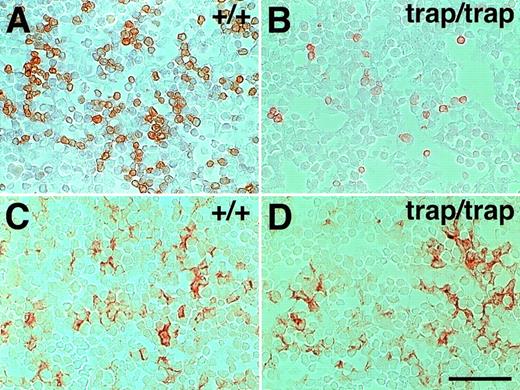 Fig. 2. A few late erythroid cells, but not hepatocytes, in the fetal liver of jmjtrap/trap embryos at 12.5 dpc. Representative photographs of transverse sections from the fetal liver of 12.5 dpc jmj+/+ embryos (A and C) andjmjtrap/trap embryos (B and D) are shown. The sections were stained with TER-119 antibody (A and B), or albumin antibody (C and D). The positive cells stain brown. Scale bar, 50 μm.