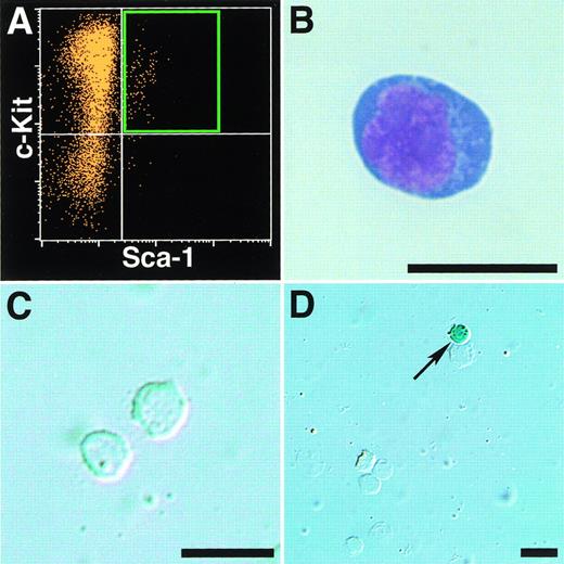 Fig. 8. No expression of jmj gene in Lin−/c-Kit+/Sca-1+ cells in the fetal liver. The fetal liver cells ofjmj+/trap embryos at 14.5 dpc were used for sorting of Lin−/c-Kit+/Sca-1+cells. The sorting gate was shown (A). The Lin−/c-Kit+/Sca-1+ cells were stained with May-Grünwald-Giemsa (B) and X-gal (C). The X-gal staining of unfractionated fetal liver cells (D). The arrow indicates a β-gal+ cell. Scale bar, 20 μm.