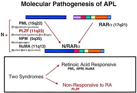 Fig. 1. The four chromosomal translocations associated with APL result in fusion proteins in which the B through F domains of RAR, including the DNA binding and ligand binding domains of protein, are linked C-terminal to four different nuclear proteins containing self-association domains. The t(11;17) APL syndrome linking PLZF and RAR is unique among these forms of APL in its resistance to differentiation therapy with ATRA or conventional chemotherapy.
