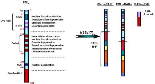 Fig. 3. Functional domains of the PML protein and structure of the PML-RAR and reciprocal RAR-PML proteins generated in t(15;17)-APL. In all patients, the RING finger, B boxes, and at least the first two coiled coil domains of PML are included in the fusion protein. Heterogeneity in the breakpoint within the PML gene leads to a long and short form of PML-RAR depicted, as well as the rarer intermediate form (not shown). The RAR-PML fusion is detected in the majority of cases, but no evident function can be ascertained from its structure.