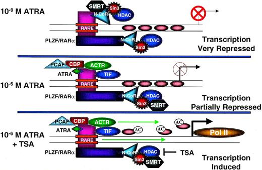 Fig. 8. Potential mechanism of relative resistance of PLZF-RAR–associated APL to ATRA.