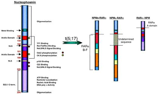Fig. 9. Functional domains of the NPM protein and structure of the NPM-RAR and reciprocal RAR-NPM proteins generated in t(5;17)-APL. A relatively short N-terminal portion of NPM containing the oligomerization domain of the protein is linked to RAR. In the index patient, a longer form of the fusion protein was identified, containing an additional sequences of uncertain origin. The reciprocal RAR-NPM protein could potentially interact with wild-type NPM and interfere with NPM functions.