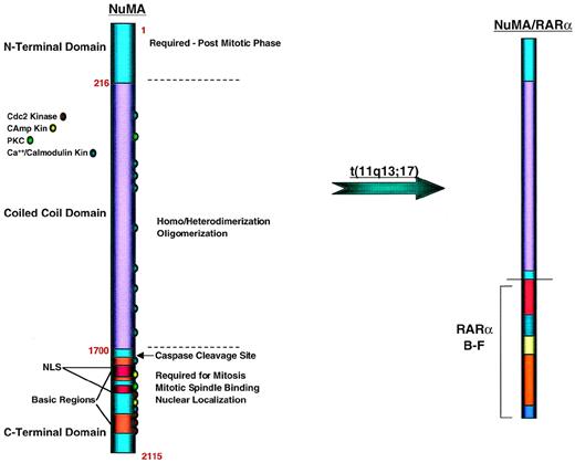 Fig. 10. Functional domains of the NuMA protein and structure of the NuMA-RAR protein generated in t(11q13;17)-APL. As in the other fusion proteins of APL, an oligomerization domain contributed in this case from NuMA is linked to RAR. It is uncertain if a reciprocal protein is generated.