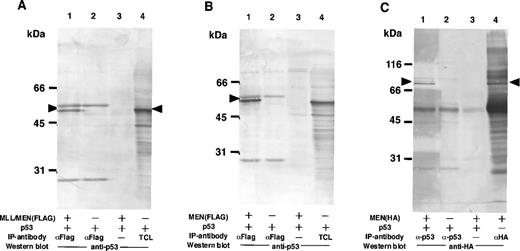 Fig. 3. The MLL/MEN chimeric protein binds to p53. (A) Cell extracts derived from COS1 cells transfected with CMVp53, alone or in combination with pME18S-MLL/MEN(FLAG), were immunoprecipitated with anti-FLAG monoclonal antibody (lanes 1 and 2) or with the protein A-Sepharose beads only (lane 3). Western blot was performed using anti-p53 monoclonal antibody (DO-1). Lane 4 contains the total cell lysate (TCL) from COS1 cells transfected with CMVp53 as a control. (B) Cell extracts derived from COS1 cells transfected with CMVp53, alone or in combination with pME18S-MEN(FLAG), were immunoprecipitated with anti-FLAG monoclonal antibody (lanes 1 and 2) or with the protein A-Sepharose beads only (lane 3). Western blot was performed using anti-p53 monoclonal antibody (DO-1). Lane 4 contains the TCL from COS1 cells transfected with CMVp53 as a control. (C) Cell extracts derived from COS1 cells transfected with CMVp53, alone or in combination with pME18S-MEN(HA), were immunoprecipitated with anti-p53 monoclonal antibody (lanes 1 and 2) or with the protein A-Sepharose beads only (lane 3). Western blot was performed using anti-HA polyclonal antibody (HA.11). Cell extracts derived from COS1 cells transfected with pME18S-MEN(HA) were immunoprecipitated with anti-HA polyclonal antibody and subjected to Western blot using anti-HA polyclonal antibody (lane 4) as a control.