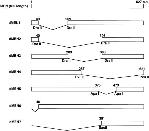 Fig. 4. Deletion mutants of the MEN protein. Structures of full-length MEN and seven deletion mutants are shown. Restriction enzyme sites used to construct the mutants are indicated. aa, amino acids.