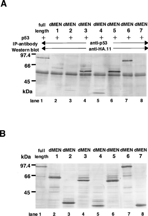 Fig. 6. Deletion mutants of MEN that disrupt the binding with p53. (A) Cell extracts derived from COS1 cells transfected with CMVp53 and pME18S-MEN(HA) or pME18S-dMEN1-7(HA) were immunoprecipitated with anti-p53 monoclonal antibody. Western blot was performed using anti-HA polyclonal antibody (HA.11). (B) Lanes 1 through 8 contain the equal amount of the TCLs from the same samples used for the immunoprecipitation assays in (A). Western blot was performed using anti-HA polyclonal antibody (HA.11).