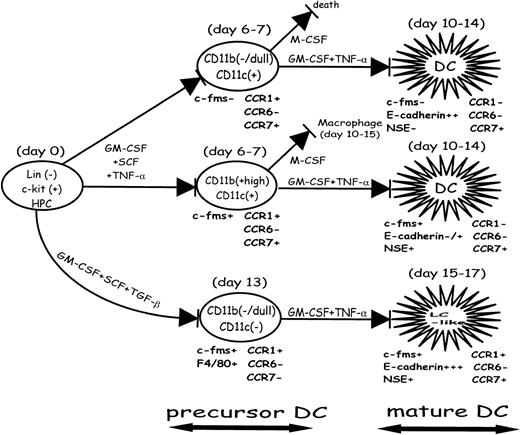 Fig. 1. DC differentiation pathway. (Modified and reprinted with permission from Zhang et al8.)