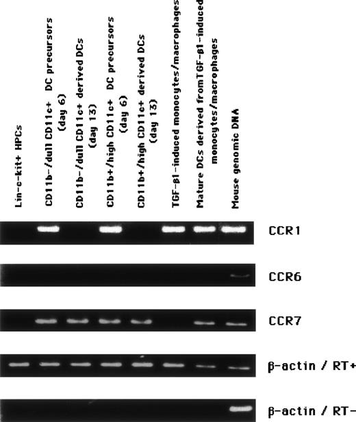 Fig. 2. Differential chemokine receptor expression on DCs and their precursors derived from murine HPCs. Levels of mRNAs in every stage of the differentiation pathway demonstrated in Fig 1 were assessed by RT-PCR. For the positive control, genomic DNA extracted from murine tail was used as the template. PCR product not preceded by reverse transcription to exclude the amplification from genomic DNA was also shown. The results represent three independent experiments.