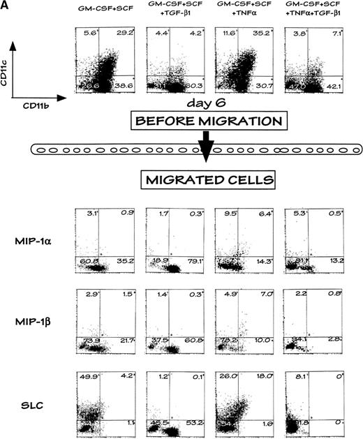 Fig. 6. Selective chemoattraction of DC precursors derived from murine HPCs by SLC and its regulation by TGF-β1. (A) Selective migration of DC precursors from GM-CSF+SCF– and GM-CSF+SCF+TNF-–stimulated HPCs was abrogated by TGF-β1. The profiles in the uppermost row indicate the preloaded populations, and those in the rest of the rows indicate the population in the lower chamber after migration assay. (B) TGF-β1–induced macrophages (at day 13; ▩) were less sensitive to SLC than HPC stimulated with GM-CSF+SCF (▪). (C) LC-like mature DCs successively generated with GM-CSF+TNF- from TGF-β1–induced macrophages (at day 13) exhibited high selective migration toward SLC. The values in (B) and (C) represent the mean value ± SD of percentage. The results are representative of more than three experiments.