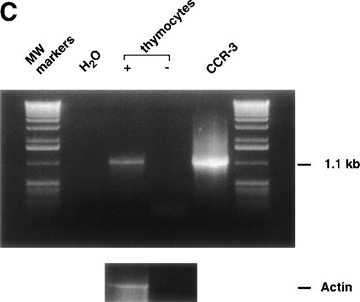 Fig. 2. 125I-Eotaxin binds human thymocytes with high affinity. (A) Homologous competition using unlabeled eotaxin shows displacement of labeled eotaxin from rigorously purified thymocytes. Scatchard analysis shows a kd of 2 nmol/L and approximately 1,100 eotaxin-binding sites per cell across the entire population. The displacement and Scatchard curves are representative of n = 4 experiments. (B) Heterologous competition of 125I-Eotaxin using unlabeled MCP-2, MCP-3, MCP-4, IL-8, and Gro-. The histograms are the mean ± SE mean displacements from a single experiment in which each point was performed 6 times. The experiment is representative of n = 3 other analyses. (C) RT-PCR analysis of CCR-3 expression on the entire thymocyte population. PCR was performed using cloned full-length CCR-3 cDNA as a control. (D) The PCR product was transferred and probed using an internal 32P-labeled oligomer to human CCR-3, as described in Materials and Methods.