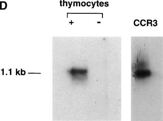 Fig. 2. 125I-Eotaxin binds human thymocytes with high affinity. (A) Homologous competition using unlabeled eotaxin shows displacement of labeled eotaxin from rigorously purified thymocytes. Scatchard analysis shows a kd of 2 nmol/L and approximately 1,100 eotaxin-binding sites per cell across the entire population. The displacement and Scatchard curves are representative of n = 4 experiments. (B) Heterologous competition of 125I-Eotaxin using unlabeled MCP-2, MCP-3, MCP-4, IL-8, and Gro-. The histograms are the mean ± SE mean displacements from a single experiment in which each point was performed 6 times. The experiment is representative of n = 3 other analyses. (C) RT-PCR analysis of CCR-3 expression on the entire thymocyte population. PCR was performed using cloned full-length CCR-3 cDNA as a control. (D) The PCR product was transferred and probed using an internal 32P-labeled oligomer to human CCR-3, as described in Materials and Methods.