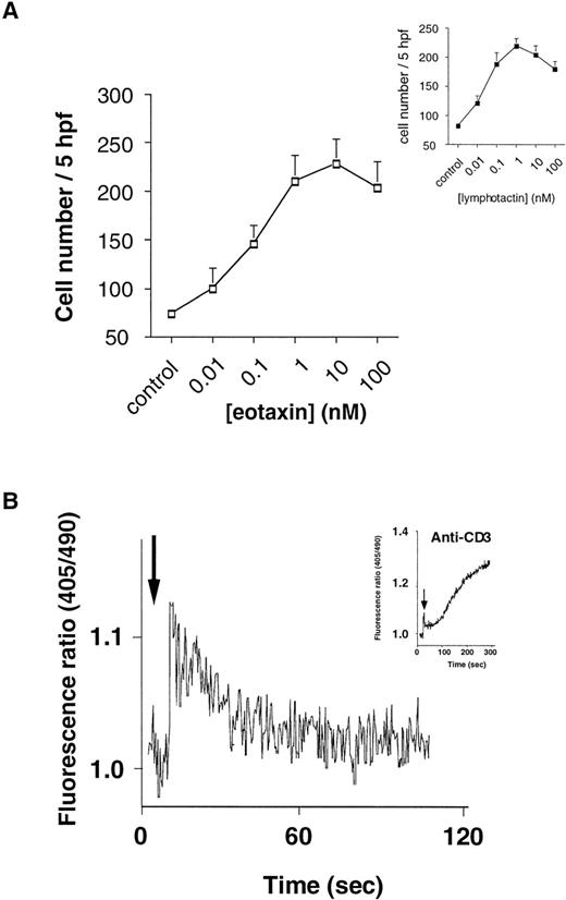 Fig. 4. Eotaxin-induced migration of human thymocytes. (A) Dose-response curve of eotaxin-induced thymocyte migration. Migration assay was performed as previously described.22 Each point represents mean ± SE mean number of migrated cells in 5 high power fields (×400) from n = 5 experiments performed in duplicate. (Inset) Dose-response curve for human recombinant lymphotactin-induced migration, as a positive control, from the same n = 5 experiments performed in duplicate. (B) Eotaxin-induced calcium mobilization in unfractionated Indo-1AM–loaded thymocytes. Fluorimetry was performed as described in Bacon et al23 using a PTI fluorimeter. The trace is representative of n = 5 separate experiments.