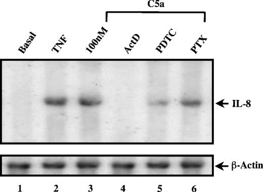 Fig. 4. C5a-induced increase in cytosolic IL-8 mRNA. Freshly prepared PBMC (0.5 × 106) were preincubated with either the transcription inhibitor actinomycin D, the NF-κB inhibitor PDTC, or PTX for 1 hour (lanes 4, 5, and 6), as specified on top of each lane. The concentrations of the inhibitors used in this study were the same as indicated in Fig 3. The cells were then stimulated with 200 nmol/L of human C5a for 2 hours or with 40 ng/mL of TNF (lane 2) as a positive control. Total RNA was extracted from the cell pellets, separated in formaldehyde/agarose gel (10 μg/lane) and subjected to Northern blot analysis using a 32P-labeled IL-8 cDNA fragment as probe. The autoradiograph shows specific bands of IL-8 transcript. The same blot was stripped and reprobed with32P-labeled β-actin for equal loading control.