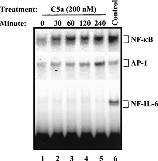 Fig. 5. C5a-induced transcription factor activation in PBMC. For each sample, 5 × 106 freshly prepared PBMC were incubated with 200 nmol/L of human C5a at 37°C for different lengths of time (0 to 4 hours). The cells were then harvested and nuclear extracts were prepared as described in Materials and Methods. Nuclear extract (2.5 μg) from each time point was incubated with one of the three different probes: 32P-labeled, double-stranded oligonucleotides containing binding sites for κB, AP-1, and NF-IL-6. The binding mixture was subjected to 5% acrylamide gel electrophoresis. The binding activities for NF-κB (top panel), AP-1 (middle panel), or NF-IL-6 (lower panel) were measured by EMSA. The DNA-protein complexes are marked with brackets. TNF (40 ng/mL)-stimulated cells were used as positive controls for NF-κB and AP-1 activation, and LPS (5 μg/mL; lane 6) was used as a positive control for NF-IL-6 binding activity.