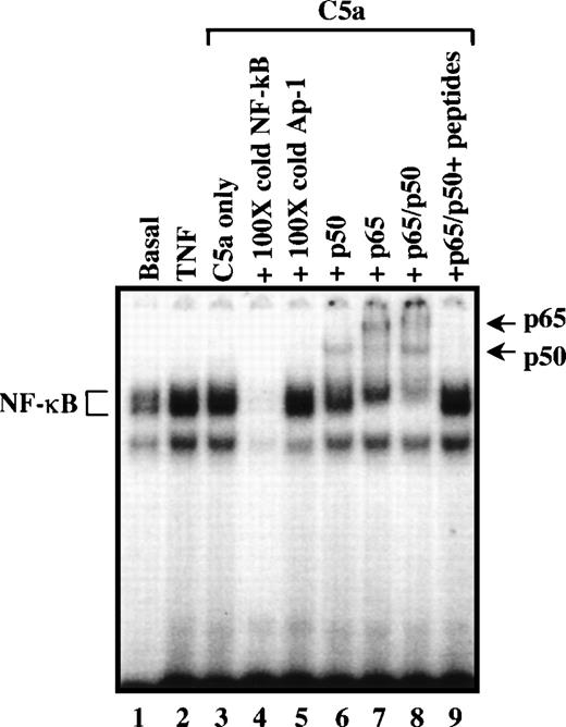 Fig. 6. Specificity of C5a-induced κB binding activity. Nuclear extracts prepared from unstimulated PBMC (basal; lane 1), PBMC stimulated with TNF (40 ng/mL for 2 hours; lane 2), and C5a (200 nmol/L for 2 hours; lanes 3 through 9) were used for analysis of κB binding activity by EMSA, in the absence (lane 3) or presence (lanes 4 and 5) of competitive unlabeled (cold) oligonucleotide probes. Lane 4 contains an oligonucleotide with the κB consensus sequence at 100-fold molar excess; lane 5 has an olinonucleotide with AP-1 consensus sequence at 100-fold molar excess. The κB DNA-protein complexes are marked with brackets. Lanes 6 through 9, nuclear extracts from cells stimulated with C5a were incubated in the presence of Ab (2 μg/sample) against NF-κB/Rel proteins: lane 6, anti-p50; lane 7, anti-p65; and lane 8, anti-p50 plus anti-p65. Lane 9 contains anti-p50 and anti-p65 plus the neutralizing peptides used for antibody production. Samples were analyzed by EMSA, using 6% acrylamide gel and32P-labeled double-stranded oligonucleotide containing the NF-κB binding site consensus sequence. The gel supershift bands induced by the anti-p50 and anti-p65 antibodies were indicated with arrows.