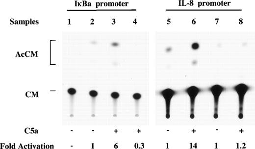 Fig. 7. Correlation between C5a-induced κB binding activity and IL-8 gene transcription. The murine RAW264.7 macrophage cells were transfected with 8 μg plasmid DNA for either the IκB promoter-CAT reporters (lanes 1 through 4) or the p-272CAT reporters (lanes 5 through 8), together with 2 μg of the control plasmid pCMVβ DNA to monitor transfection efficiency. Relative CAT activities were determined in these cells after 2 hours of stimulation with C5a by normalizing the CAT activities to the β-galactosidase activities. The acetylated forms of CAT (AcCM) are marked with brackets. The net fold induction of relative CAT activities by C5a is shown at the bottom. Lane 1, no reporter plasmid was transfected. The p0.2kb(WT)CAT plasmid was used in the absence (lane 2) or presence (lane 3) of human C5a. Lane 4 was a sample with p0.2kb(M)CAT, which contains a mutated κB site in the IκB promoter. In lanes 5 through 8, CAT reporter gene plasmids driven by the IL-8 promoter were used in the absence (lanes 5 and 7) or the presence (lanes 6 and 8) of C5a. Lanes 5 and 6 contain the p-272CAT construct. A reporter with the κB binding sequence removed p-94(Δ 78-71) CAT was used in lanes 7 and 8. The thin-layer chromatography data shown here is representative of three CAT assays with similar results.