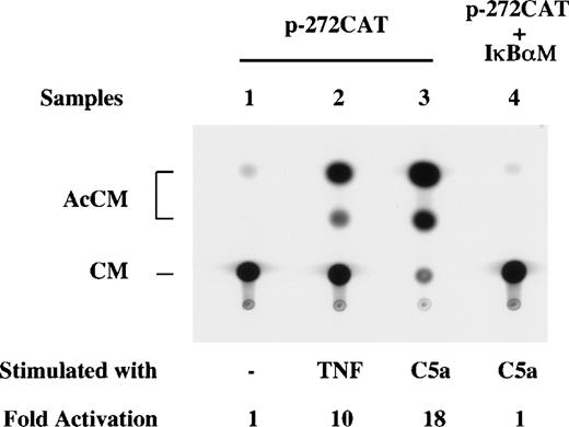 Fig. 8. Inhibition of C5a-induced CAT activity by IκBM. RAW264.7 cells were cotransfected with the dominant negative IκBM plasmid (4 μg; lane 4) and the p-272CAT reporter plasmid, using transfection conditions described above and in Materials and Methods. After serum starvation, the cells were either unstimulated (lane 1) or stimulated with TNF (40 ng/mL, lane 1) or C5a (100 nmol/L, lanes 3 and 4) for 4 hours before the assay.