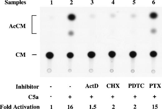 Fig. 9. Effect of inhibitors and pertussis toxin on C5a-induced IL-8 promoter-directed CAT activities. RAW264.7 cells were transfected with an IL-8 promoter-CAT construct, p-272CAT, and stimulated with 200 nmol/L of C5a after 1 hour of treatment with the transcription inhibitor actinomycin D (ActD) or the translation inhibitor cycloheximide (CHX). PTX (1 μg/mL) was added 2 hours before C5a stimulation and was present during the course of C5a stimulation. The inhibitors and PTX and relative net fold induction of CAT activities by C5a are specified at the bottom of the figure.