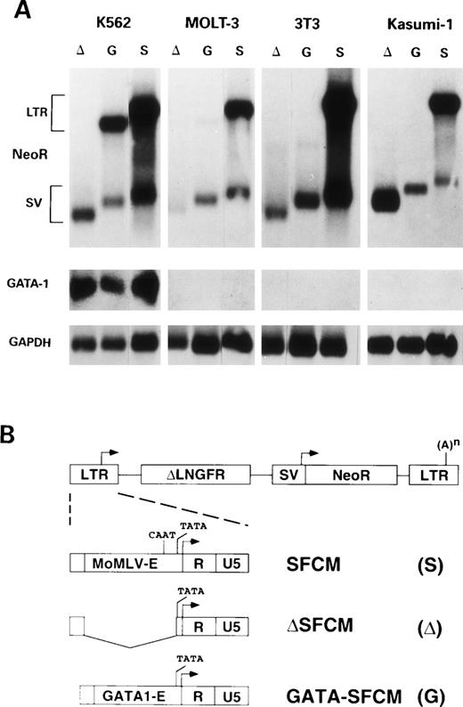 Fig. 1. (A) Northern blot analysis of transcripts from K562 (erythroblastic), 3T3 (fibroblastic), MOLT-3 (T-lymphocytic), and Kasumi-1 (myeloblastic) cell lines transduced with ▵SFCM (lanes ▵), GATA-SFCM (lanes G), and SFCM (lanes S) retroviral vectors, after hybridization to NeoR (upper panels), GATA-1 (middle panels), or GAPDH (lower panels) probes. Transcripts from the viral LTR (LTR) or the internal SV40 (SV) promoters are indicated on the left. (B) Schematic representation of the SFCM retroviral provirus and 5′ LTR and of the modified 5′ LTRs of the ▵SFCM and GATA-SFCM vectors. LTR and SV40 promoters are indicated by arrows. (A)n indicates the polyadenylation site. The LTR U3 wild-type enhancer (MoMLV-E), the GATA-1 enhancer (GATA1-E), the LTR R and U5 regions, and the CAAT and TATA elements are indicated.