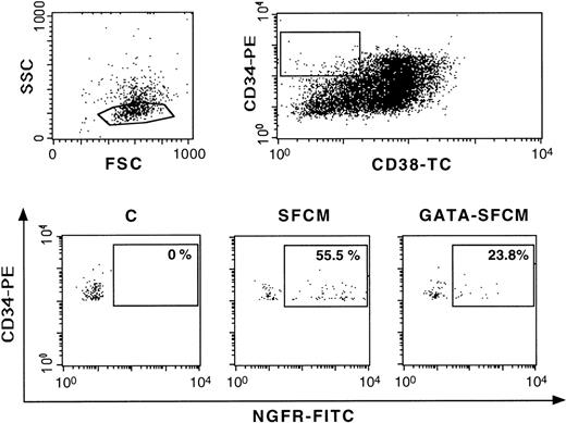 Fig. 3. Multiparametric FACS analysis of human cord blood CD34+ cells 48 hours after transduction with SFCM and GATA-SFCM vectors. The forward (FSC) and side (SSC) scatter plot is in the upper-left panel. Expression of ▵LNGFR (lower panels) was analyzed in the low-SSC, CD34+, CD38low gated cell population (boxed in the upper-right panel). The percentage of ▵LNGFR+ cells (boxed) is indicated in the lower panels. Cells were stained with FITC-conjugated anti-LNGFR, TC-conjugated anti-CD38 (X axis) and PE-conjugated anti-CD34 (Y axis) antibodies. C, control, untransduced cells.