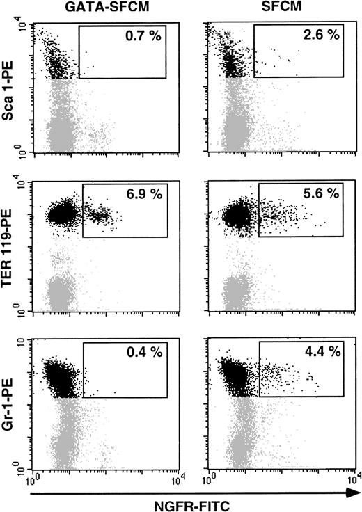 Fig. 7. Expression of ▵LNGFR in the BM of a mouse 2 months after transplantation of SFCM-transduced (right) and GATA-SFCM–transduced (left) BM cells. Cells were stained with FITC-conjugated anti-▵LNGFR (X axis) and PE-conjugated anti-Sca1, TER 119, and Gr-1 (Y axis) antibodies. Positivity to Sca1 and TER 119 was analyzed in the blast/lymphocyte-gated cells, and positivity to GR-1 was analyzed in the granulocyte-gated cells.
