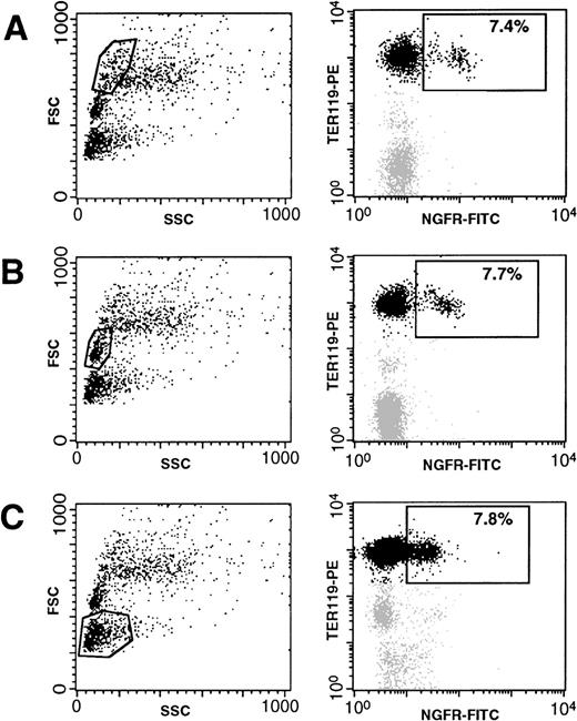 Fig. 8. Expression of ▵LNGFR in erythoid cells (TER119+) at different stages of differentiation, obtained from the BM of a mouse 2 months after transplantation of GATA-SFCM–transduced BM cells. Cells were stained with FITC-conjugated anti-▵LNGFR (X axis on the right panels) and PE-conjugated anti-TER 119 (Y axis on the right panels) antibodies. Positivity to both markers was analyzed in three separate BM fractions, gated according to their forward scatter (SSC, Y axis in the left panels) profile and containing, respectively, large erythroblasts (A), mature erythroblasts (B), and erythrocytes (C).