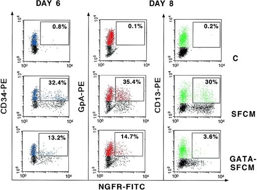 Fig. 4. Expression of ▵LNGFR in liquid cultures of control (C), SFCM-transduced, and GATA-SFCM–transduced CD34+ cells. Cultures were analyzed 48 hours after transduction for expression of ▵LNGFR and CD34 (day 6) and 2 days after induction of differentiation for expression of ▵LNGFR and the lineage-specific markers GpA and CD13 (day 8). CD34+, GpA+, and CD13+ cells are shown in blue, red, and green colors, respectively. Values indicate the percentage of ▵LNGFR+cells in the CD34+, GpA+, or CD13+ fractions (boxed). Cells were stained with FITC-conjugated anti-LNGFR (X axis) and PE-conjugated anti-CD34, GpA, and CD13 (Y axis) antibodies.