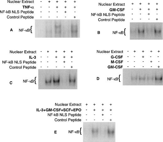 Fig. 4. Cytokine activation of NF-κB in CD34+CD19− bone marrow cells. Human CD34+CD19− bone marrow was purified and incubated for 18 hours at 37°C with each cytokine/peptide combination and EMSA was performed. (A) TNF-, (B) GM-CSF, (C) IL-3, and (E) a combination of GM-CSF, IL-3, SCF, and EPO activated NF-κB and its nuclear translocation could be blocked by the NF-κB NLS peptide. (D) M-CSF and G-CSF did not activate NF-κB. The purity of the CD34+CD19− cells for experiments (A) through (E) was 99.1%, 98.7%, 96.8%, 95.6%, and 98.6%, respectively.
