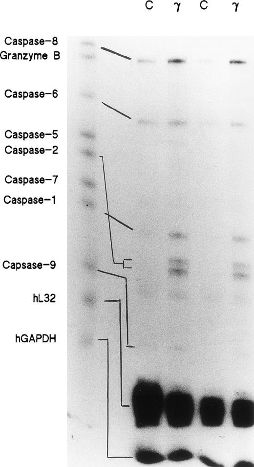 Fig. 1. Effects of IFNγ on caspase mRNAs. Day-5 cells were incubated for 72 hours with or without 500 U/mL of IFNγ, and RNase protection assays were performed for members of the caspase family. Two separate experiments were performed (lanes 1/2 and lanes 3/4). Twenty-six micrograms of total RNA from each cell group was analyzed with the hApo-1 Multi-Probe Template Set (Pharmingen) to detect caspases-1, -2, -5, -6, -7, -8, and -9 and granzyme B mRNAs.