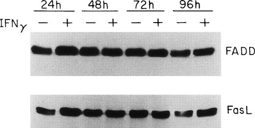Fig. 2. FADD and FasL protein expression in human ECFC is constituitive and not affected by IFNγ. Day-6 cells were cultured in medium with or without 500 U/mL IFNγ for 24 to 96 hours and then whole cell protein lysates were prepared at each time for immunoblot analysis