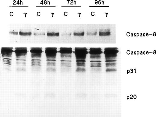 Fig. 3. Caspase-8/FLICE is upregulated and activated by IFNγ. In two separate experiments, day-6 cells were cultured in medium with or without 500 U/mL of IFNγ for 24 to 96 hours. Cell protein lysates were prepared and immunoblot analysis was performed with anti–caspase-8 antibodies. Each lane contained 150 μg of total protein. The top panel, using antibody to Mch5 p10 and a 3-minute exposure, shows that pro–caspase-8 increased after incubation with IFNγ for 24 hours. The bottom panel shows the result with antibody to Mch5 p20 and 15 minutes of exposure. Activation products of caspase-8, p31, and p20 are clearly observed in the IFNγ-treated cells by 24 hours.