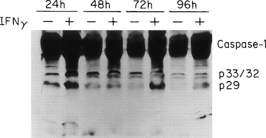 Fig. 4. ICE/caspase-1 is upregulated and activated by IFNγ in human ECFC. Day-6 cells were incubated in liquid medium or medium containing 500 U/mL of IFNγ for 24 to 96 hours and immunoblot analysis was performed using whole cell lysates and antibody to caspase-1. An increase in caspase-1 and its activation fragments was observed in IFNγ-treated cells by 24 hours.