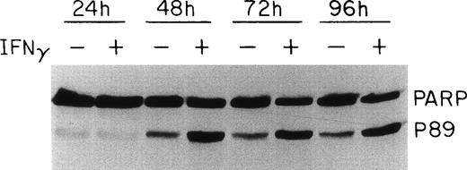 Fig. 6. Effect of IFNγ on PARP cleavage. Day-6 cells were incubated with or without 500 U/mL of IFNγ for the indicated times and whole cell protein lysates were prepared for immunoblotting. The IFNγ-treated cells showed an enhanced cleavage of PARP at 48 hours, denoted by the appearance of the p89 activation fragment.