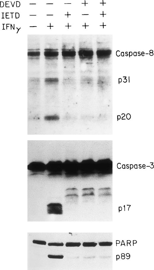 Fig. 7. Inhibition of caspase-8 and -3 and PARP cleavage by DEVD and IETD. Day-6 cells were cultured in medium with or without 500 U/mL of IFNγ for 96 hours in the presence or absence of DEVD-fmk and IETD-fmk at 40 μmol/L. The cell protein lysates were electrphoresed using a 13% acrylamide gel to separate caspase-8 and -3 and an 8% gel for PARP.