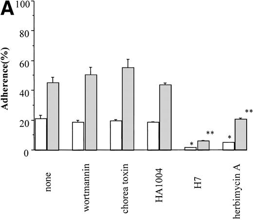 Fig. 5. Effect of inhibitors on CD43-stimulated MO7e cell adhesion to fibronectin. (A) Cells were pretreated with 1 μmol/L wortmannin, 0.2 μg/mL chorea toxin, 50 μmol/L HA1004, or 50 μmol/L H7 for 30 minutes or 1 μg/mL herbimycin A for 18 hours at 37°C. Then, cells were cross-linked with anti-CD43 MoAb (clone DF-T1) and subjected to adhesion assay. *P < .01 versus control, **P < .01 versus CD43-stimulated adhesion without inhibitors. (□), control; (▩), CD43-stimulated; (B) Cells pretreated with 1 μmol/L wortmannin for 30 minutes at 37°C were cross-linked with anti-CD43 MoAb (clone DF-T1) or treated with 10 ng/mL steel factor and subjected to adhesion assay. *P < .01 versus steel factor-stimulated adhesion without wortmannin. (□), control; (▩), CD43-stimulated; (▪), steel factor-stimulated. (C) Cells were pretreated with U73122 at the indicated concentrations for 30 minutes at 37°C. Then, cells were cross-linked with anti-CD43 MoAb (clone DF-T1) and subjected to adhesion assay. *P < .05, **P< .001 versus CD43-stimulated adhesion without U73122. (○), control; (◍), CD43-stimulated; (•) pretreated with U733343 (2 μmol/L) before CD43 cross-linking; Data represent the mean ± SE of triplicate assays for one representative experiment of three reproducible experiments.