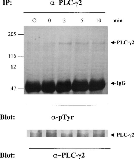 Fig. 6. Tyrosine phosphorylation of PLC-γ2 by engagement of CD43. MO7e cells cross-linked with anti-CD43 MoAb (clone DF-T1) were incubated for the indicated time periods at 37°C. Cells treated with isotype-matched control IgG and goat antimouse IgG were incubated for 10 minutes at 37°C (Lane C). Cell lysates were immunoprecipitated with anti-PLC–γ2 Ab. Upper panel: these immunoprecipitates were separated by 7.5% SDS-PAGE and immunoblotted with antiphosphotyrosin MoAb; lower panel: the same membrane was reprobed with anti-PLC–γ2 Ab. These are the representative results from three separate experiments.