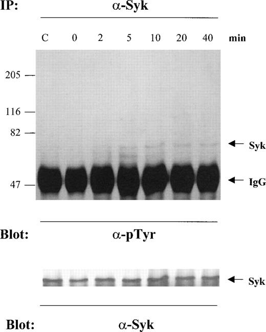 Fig. 7. Tyrosine phosphorylation of p72Syk by engagement of CD43. MO7e cells cross-linked with anti-CD43 MoAb (clone DF-T1) were incubated for the indicated time periods at 37°C. Cells treated with isotype-matched control IgG and goat antimouse IgG were incubated for 10 minutes at 37°C (Lane C). Cell lysates were immunoprecipitated with anti-Syk Ab. Upper panel: these immunoprecipitates were separated by 7.5% SDS-PAGE and immunoblotted with antiphosphotyrosine MoAb; lower panel: the same membrane was reprobed with anti-Syk. These are the representative results from three separate experiments.