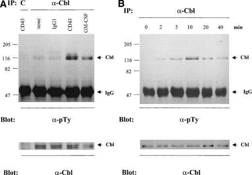 Fig. 8. Tyrosine phosphorylation of p120Cbl by engagement of CD43. (A) MO7e cells treated with isotype-matched control IgG or anti-CD43 MoAb (clone DF-T1) followed by goat antimouse IgG or 100 U/mL GM-CSF were incubated for 10 minutes at 37°C. Cell lysates were immunoprecipitated with anti-Cbl Ab or preimmune rabbit serum (lane C). Upper panel: these immunoprecipitates were separated by 7.5% SDS-PAGE and immunoblotted with antiphosphotyrosine MoAb; lower panel: the same membrane was reprobed with anti-Cbl. (B) MO7e cells cross-linked with anti-CD43 MoAb (clone DF-T1) were incubated for the indicated time periods at 37°C. Cell lysates were immunoprecipitated with anti-Cbl Ab and followed by immunoblotting with antiphosphotyrosine MoAb (upper panel) and reprobing with anti-Cbl Ab (lower panel). These are the representative results from three separate experiments.