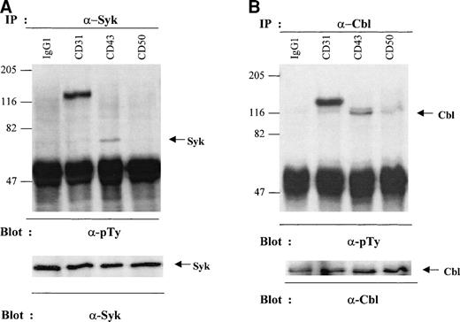 Fig. 9. Effect of engagement of cell surface molecules on tyrosine phosphorylation of p72Syk and p120Cbl. MO7e cells were cross-linked with the indicated antibodies for 10 minutes at 37°C. (A) Cell lysates were immunoprecipitated with anti-Syk Ab and followed by immunoblotting with antiphosphotyrosine MoAb (upper panel) and reprobing with anti-Syk Ab (lower panel). (B) Cell lysates were immunoprecipitated with anti-Cbl Ab and followed by immunoblotting with antiphosphotyrosin MoAb (upper panel) and reprobing with anti-Cbl Ab (lower panel). The tyrosine-phosphorylated band around 130 kD in the lanes from cell lysates stimulated with anti-CD31 MoAb is supposed to be CD31 molecule bound to protein A through the antibody used for cross-linking. These are the representative results from two separate experiments.