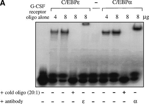 Fig. 2. (A) EMSA study. Both C/EBPɛ and C/EBP bound to the C/EBP site of the promoter of the G-CSF receptor. A 32P γ-ATP–labeled, double-stranded oligonucleotide containing the C/EBP site of the promoter of the G-CSF receptor was added to lysate from cos-1 cells expressing either C/EBPɛ or C/EBP. Binding was competed by 20-fold excess of cold-self. Retarded bands were supershifted by specific antisera. (B) EMSA study with 32P γ-ATP–labeled C/EBP consensus site oligonucleotide derived from neutrophil elastase promoter. Oligonucleotides were retarded by C/EBP protein complex present in nuclear extracts of the Kcl22 cell line in characteristic location for C/EBPɛ migration. Antibodies directed against C/EBPɛ (lane 7) and CRP1 (rat C/EBPɛ) (lane 8) either supershifted or blocked binding of the complex, respectively. Antibodies to C/EBP, C/EBPβ, and C/EBPδ did not supershift or block formation of the complex (lanes 9 through 11), indicating that C/EBPɛ is the predominant C/EBP protein binding to neutrophil elastase C/EBP consensus site in Kcl22 nuclear extracts.